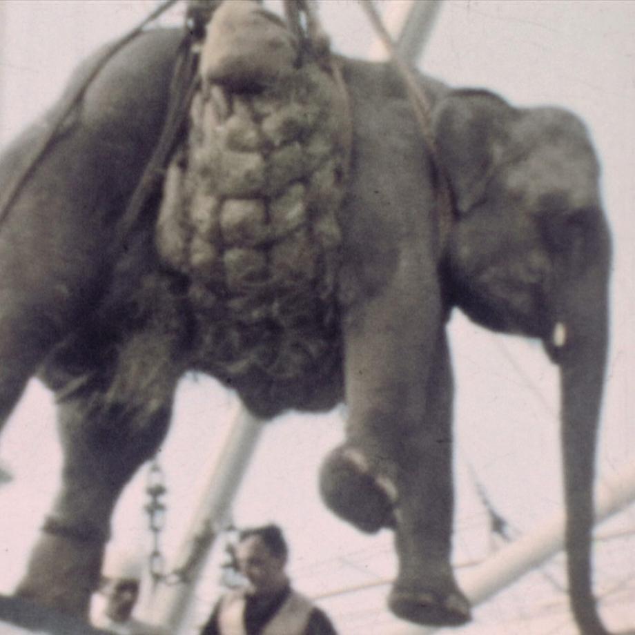 Circo Togni, Filmstill