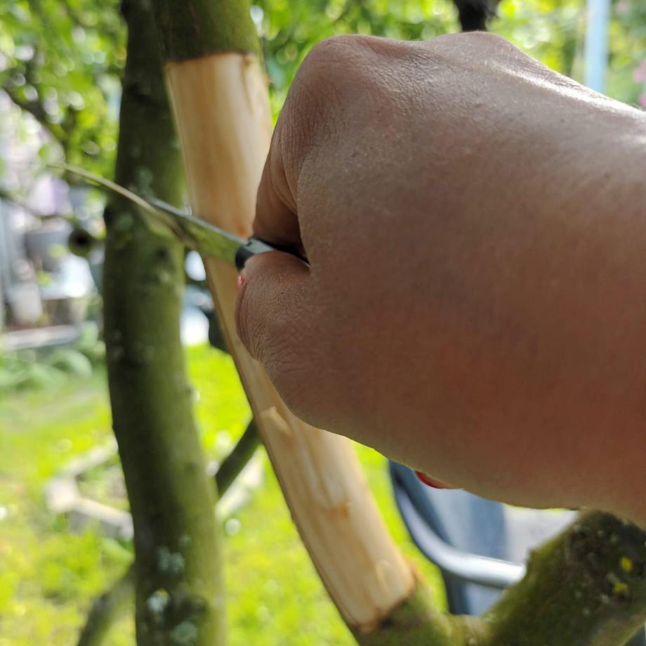 Crashkurs: Wie veredelt man einen (Quitten-)baum? Viele Frauen aus dem Essener Norden nahmen das Angebot mit großer Freude wahr. Foto: Hatice Cil, Butterfly e.V.